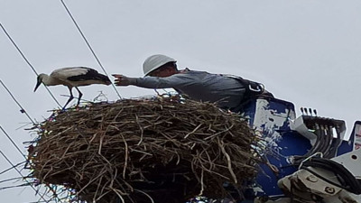 Yuvada mahsur kalan leylekler koruma altına alındı