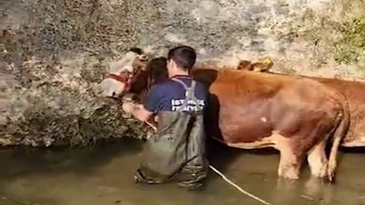 Dereye düşen 4 büyükbaş kurtarıldı