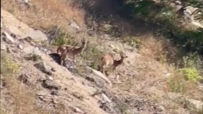 Nesli tükenme tehlikesi altında olan dağ keçileri şehre indi