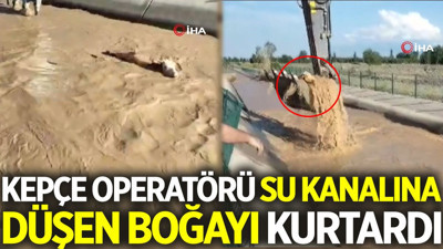 Kepçe operatörü su kanalına düşen boğayı kepçe ile kurtardı
