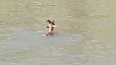 Köpekler saldırdı yaban keçisi kırık bacakla baraj gölüne atladı