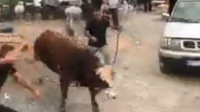 İpini koparan kurban pazarını birbirine kattı