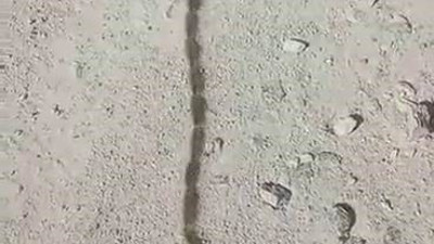 İlk görüşte yılan sandı yaklaşınca gözlerine inanamadı