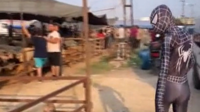 'Örümcek Adam' kurban pazarında görenleri şaşkına çevirdi
