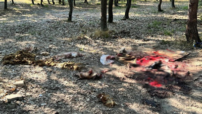 Ormanlık alan çöplüğe döndü