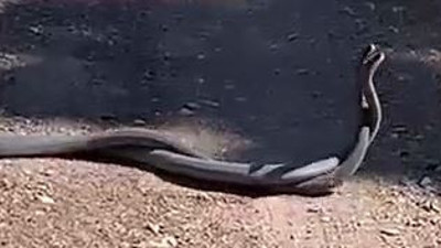 Yılanların çiftleşme dansı