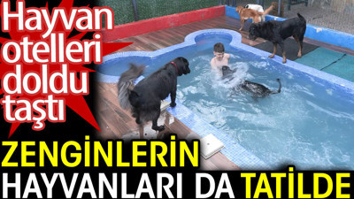 Zenginlerin hayvanları da tatilde. Hayvan otelleri doldu taştı