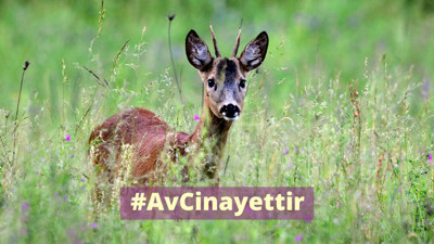 'Avcılık yasaklansın' çağrısı