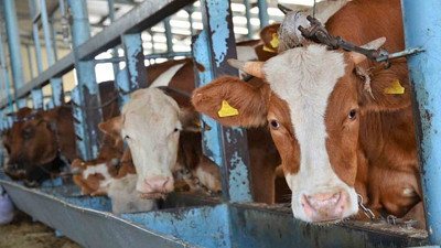 Satılamayan kurbanlıkları Et ve Süt Kurumu satın alacak