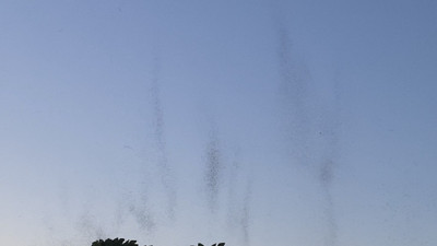 Sivrisinekler gökyüzünde hortum oluşturdu. AVM’yi de ele geçirdiler