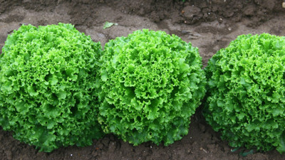 Rüyada marul görmek neye işaret? Rüyada marul görmek ne demek?