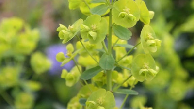 Kabızlığı kesen mucize ot