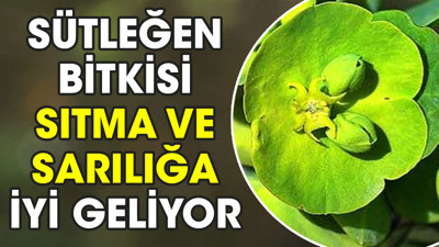Sıtma ve sarılığa iyi gelen mucize ot ortaya çıktı