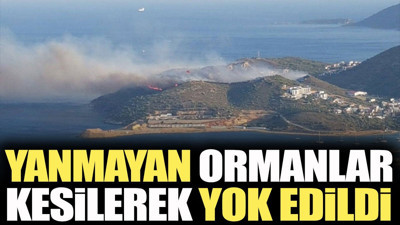 Yanmayan ormanlar kesilerek yok edildi