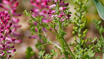 Mide ağrısına iyi gelen ot (02 Temmuz 2023)