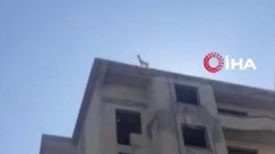 Sürüden ayrılan keçi 6 katlı binanın çatısına çıktı