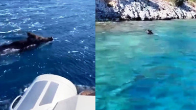 Türkbükü'nde denizde yüzen domuz şaşkınlık yarattı