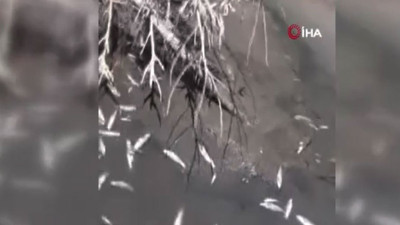 Toplu balık ölümleri vatandaşları endişelendirdi