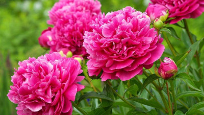 Sara hastalığına iyi gelen bitki ortaya çıktı