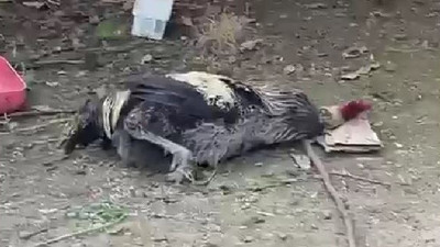 Öttü öttü bayıldı. Sahibi kayıt altına alındı