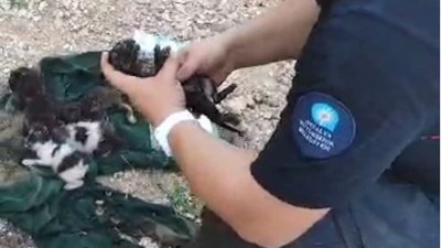 Yavru kediye kalp masajı ve suni teneffüs. Çıkan yangında dumandan etkilendi