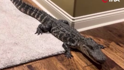 1.5 metrelik timsah eve girdi. Aileyi şoke eden ilginç olay