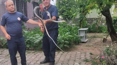 Çadıra giren yılanı itfaiye ekipleri yakaladı