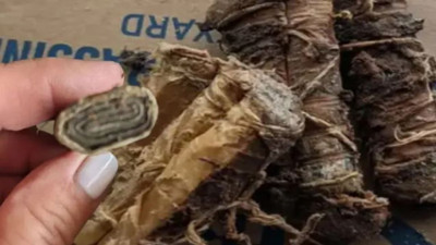 Yabani ot diye kenara attı gerçek bambaşka çıktı