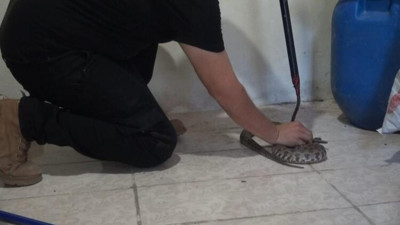 Uzman isim zehir saçan canlıyı evlerden kaçıracak formülü açıkladı