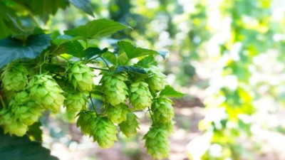 Uykusuzluğa çare olan mucize ot