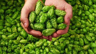 Sindirim sistemini saat gibi çalıştıran ot ortaya çıktı