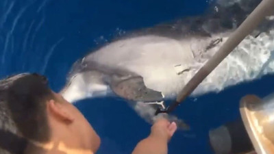 Balık ağları nedeniyle ölen bir yunus bulundu