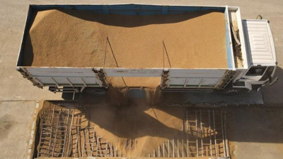 TMO'nun hububat alımları sürüyor