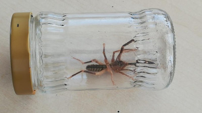 Etle besleniyor 1 metre yükseğe zıplayabiliyor. Sungurlu’da “sarıkız” örümceği paniği