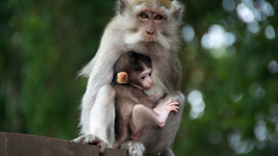 Rüyada maymun görmek ne demek? Rüyada maymun görmek neye işaret?
