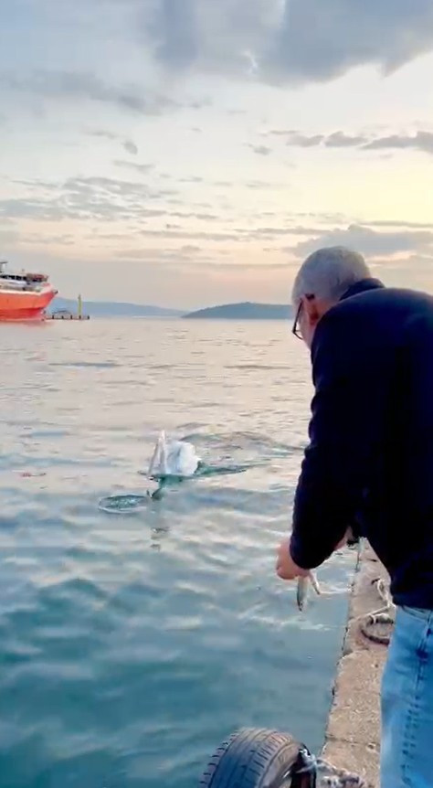 Koca gagalı misafir Erdek’te karnını doyurdu - Resim : 4