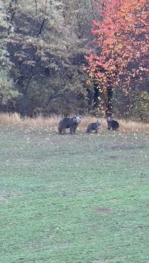 Uykuya yatmıyor, yerleşim yerlerine iniyorlar! Nedeni belli oldu - Resim : 2