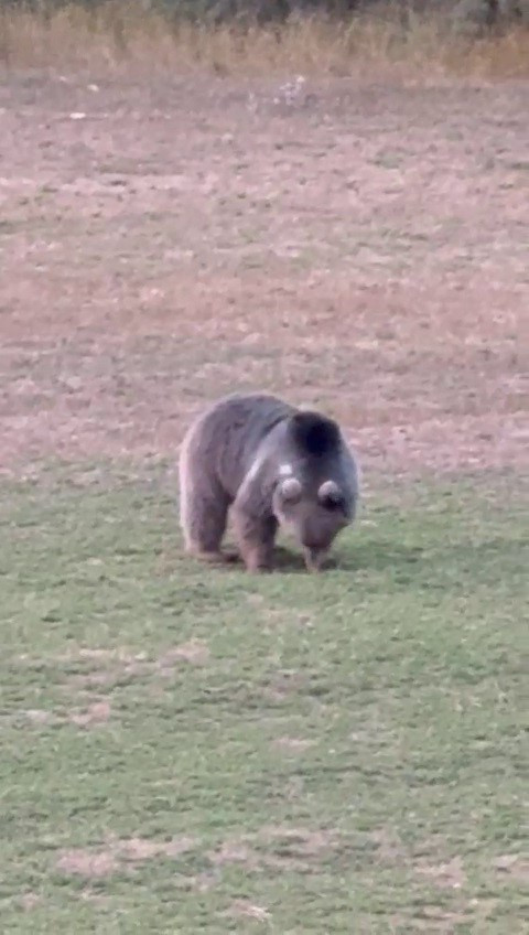 Uykuya yatmıyor, yerleşim yerlerine iniyorlar! Nedeni belli oldu - Resim : 1
