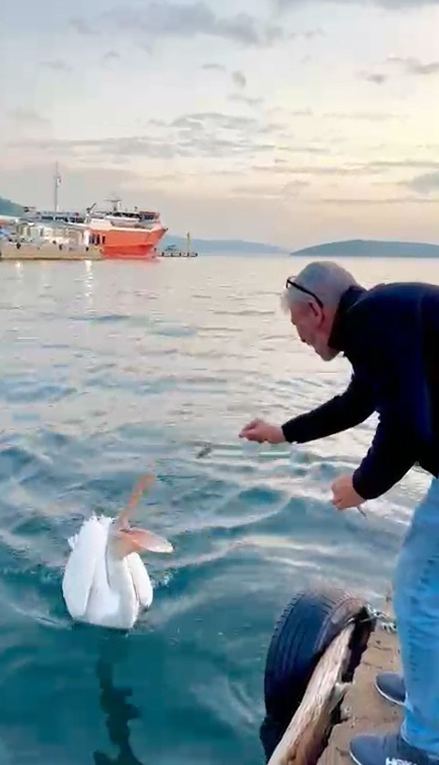 Koca gagalı misafir Erdek’te karnını doyurdu - Resim : 5
