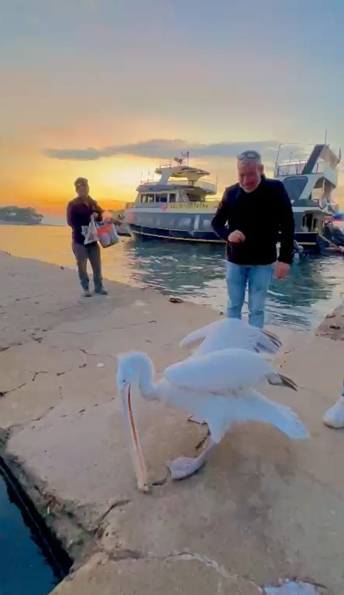 Koca gagalı misafir Erdek’te karnını doyurdu - Resim : 2