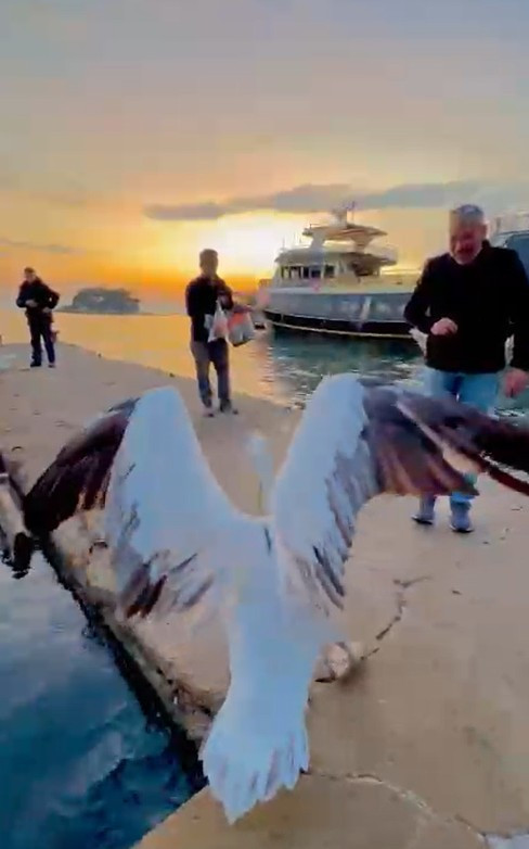 Koca gagalı misafir Erdek’te karnını doyurdu - Resim : 6