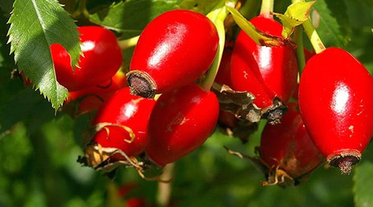 Soğuk algınlığına karşı doğal kalkan! Mucize, bilimle desteklendi - Resim : 1