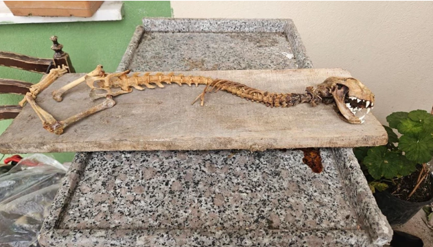 Paniğe kapılıp yetkililere haber verdi! 'İlk kez böyle bir şey gördüm...' - Resim : 1