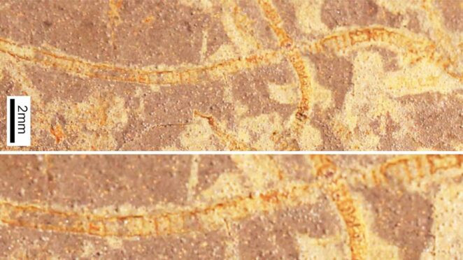 3 milyar yıllık yaşamın izleri bulundu - Resim : 1