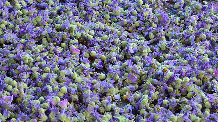 Kış aylarının gizli şifası ortaya çıktı! Bunları tüketen zımba gibi ayağa kalkıyor - Resim: 8