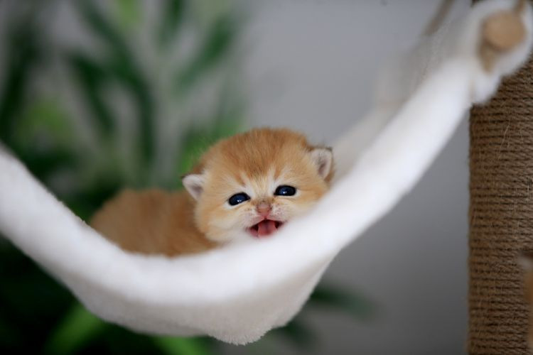 Kediniz nefesinizi neden bu kadar çok kokluyor? Sebebini öğrenince çok şaşırasınız! - Resim: 16