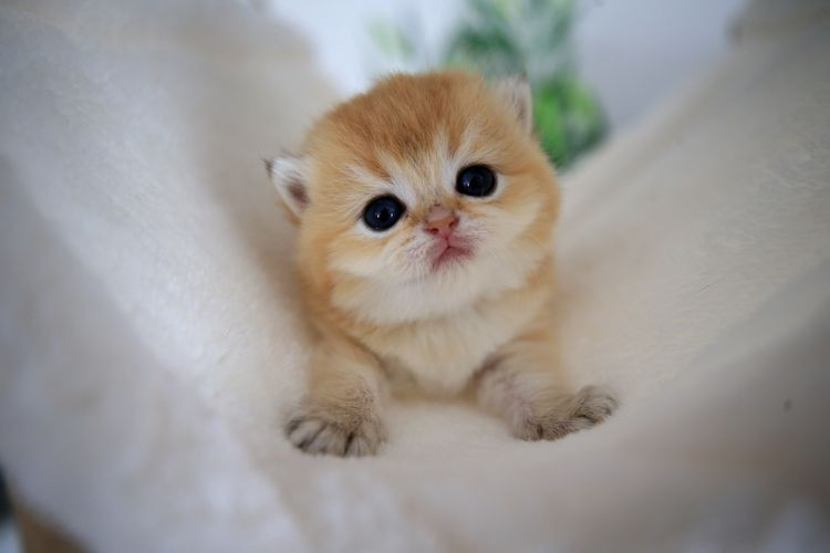 Kediniz nefesinizi neden bu kadar çok kokluyor? Sebebini öğrenince çok şaşırasınız! - Resim: 12