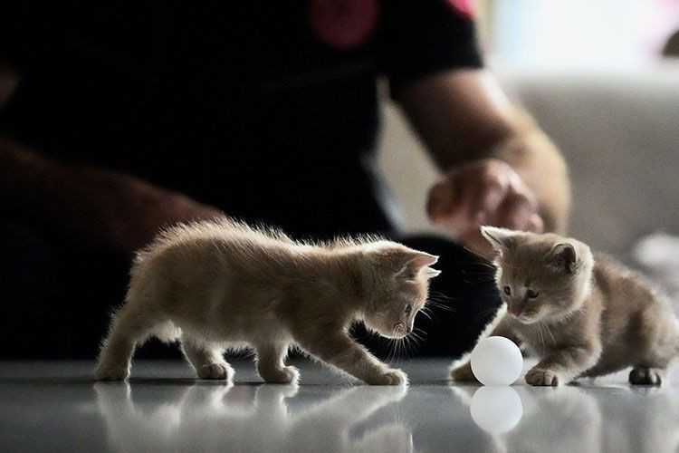Kediniz nefesinizi neden bu kadar çok kokluyor? Sebebini öğrenince çok şaşırasınız! - Resim: 7