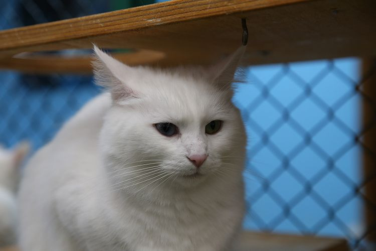 Kediniz nefesinizi neden bu kadar çok kokluyor? Sebebini öğrenince çok şaşırasınız! - Resim: 17