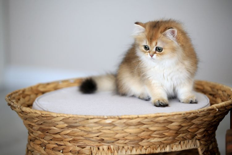 Kediniz nefesinizi neden bu kadar çok kokluyor? Sebebini öğrenince çok şaşırasınız! - Resim: 10